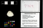Foto (Objekt + Etikett) von Goniodromites bidentatus (Reuss, 1858)  (NHMW-GEO-2014-0194-0769)
